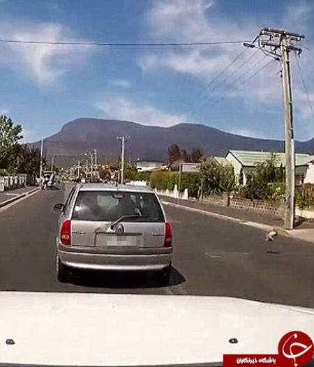 اخبارگوناگون,خبرهای گوناگون,مرغ