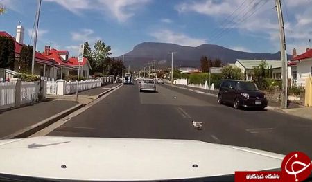 اخبارگوناگون,خبرهای گوناگون,مرغ