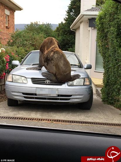 اخبارگوناگون,خبرهای گوناگون,فوک
