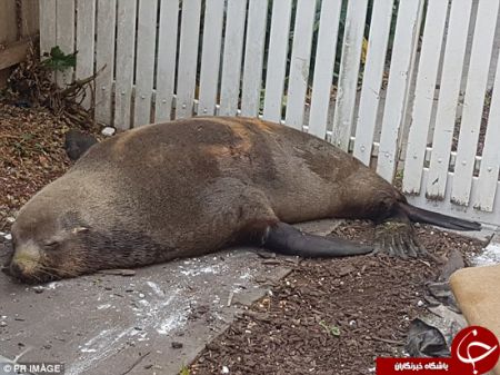 اخبارگوناگون,خبرهای گوناگون,فوک