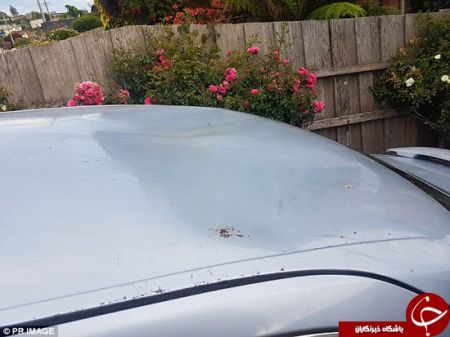 اخبارگوناگون,خبرهای گوناگون,فوک