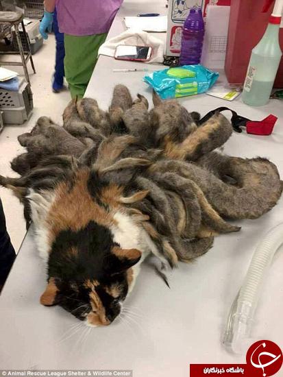 اخبارگوناگون,خبرهای گوناگون,گربه اخبارگوناگون,خبرهای گوناگون,گربه