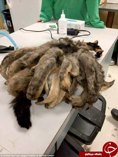 اخبارگوناگون,خبرهای گوناگون,گربه اخبارگوناگون,خبرهای گوناگون,گربه