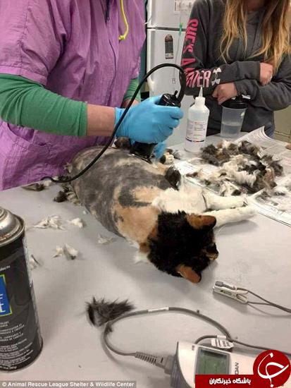 اخبارگوناگون,خبرهای گوناگون,گربه اخبارگوناگون,خبرهای گوناگون,گربه