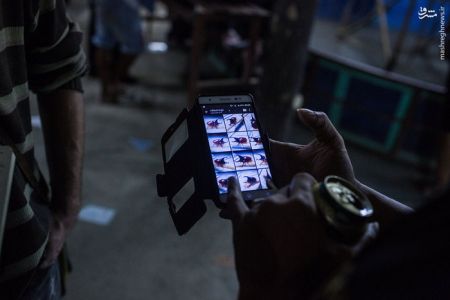 اخبارگوناگون,خبرهای گوناگون,تایلند اخبارگوناگون,خبرهای گوناگون,تایلند