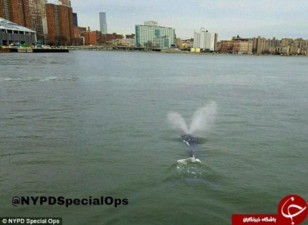 اخبارگوناگون,خبرهای گوناگون,وال