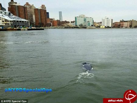 اخبارگوناگون,خبرهای گوناگون,وال