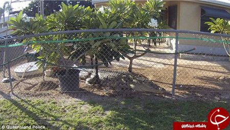 اخبارگوناگون,خبرهای گوناگون,کروکودیل