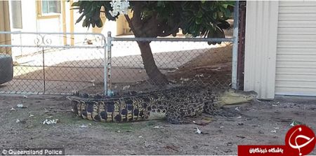 اخبارگوناگون,خبرهای گوناگون,کروکودیل