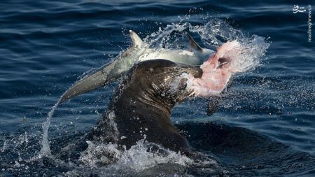 اخبار,اخبارگوناگون,شکار کوسه توسط شیر دریایی