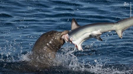 اخبار,اخبارگوناگون,شکار کوسه توسط شیر دریایی