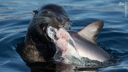 اخبار,اخبارگوناگون,شکار کوسه توسط شیر دریایی