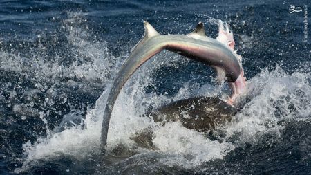 اخبار,اخبارگوناگون,شکار کوسه توسط شیر دریایی