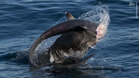 اخبار,اخبارگوناگون,شکار کوسه توسط شیر دریایی