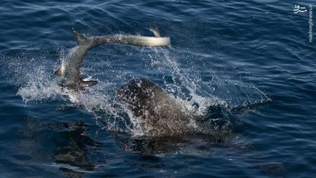 اخبار,اخبارگوناگون,شکار کوسه توسط شیر دریایی