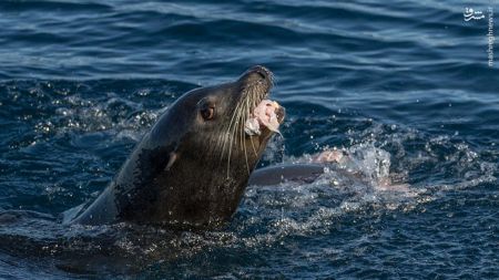 اخبار,اخبارگوناگون,شکار کوسه توسط شیر دریایی