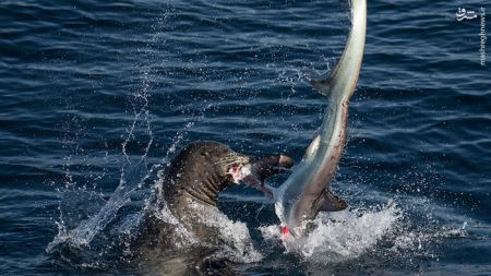 اخبار,اخبارگوناگون,شکار کوسه توسط شیر دریایی