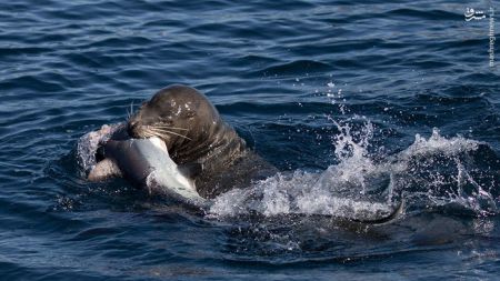 اخبار,اخبارگوناگون,شکار کوسه توسط شیر دریایی