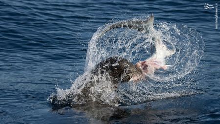 اخبار,اخبارگوناگون,شکار کوسه توسط شیر دریایی