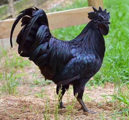 اخبار,اخبارگوناگون,مرغ وخروس سیاه