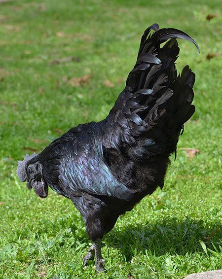 اخبار,اخبارگوناگون,مرغ وخروس سیاه