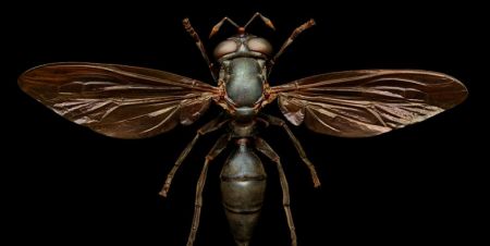 اخبار,اخبار گوناگون,حشرات اززاویه بسیارنزدیک