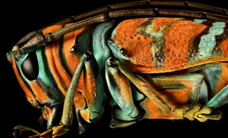 اخبار,اخبار گوناگون,حشرات اززاویه بسیارنزدیک