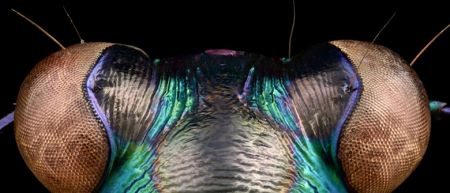 اخبار,اخبار گوناگون,حشرات اززاویه بسیارنزدیک