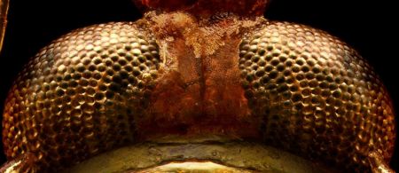 اخبار,اخبار گوناگون,حشرات اززاویه بسیارنزدیک