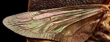 اخبار,اخبار گوناگون,حشرات اززاویه بسیارنزدیک