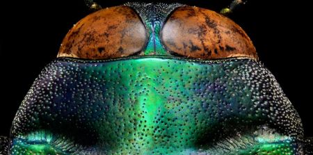 اخبار,اخبار گوناگون,حشرات اززاویه بسیارنزدیک