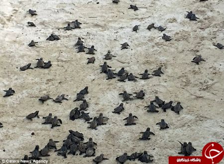 اخبار,اخبار گوناگون,بچه لاک پشت