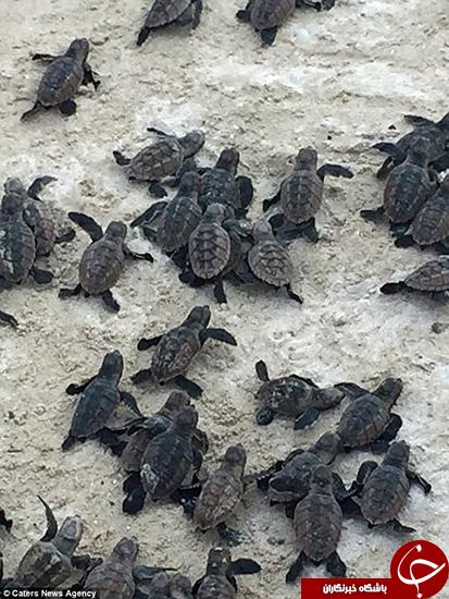 اخبار,اخبار گوناگون,بچه لاک پشت