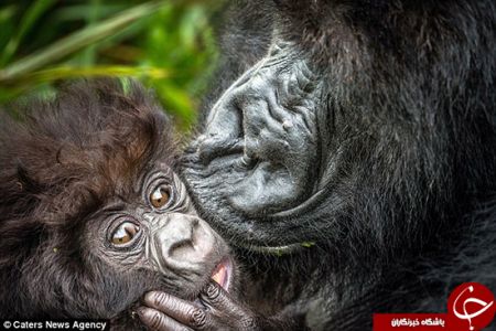 اخبارگوناگون,خبرهای گوناگون,گوریل