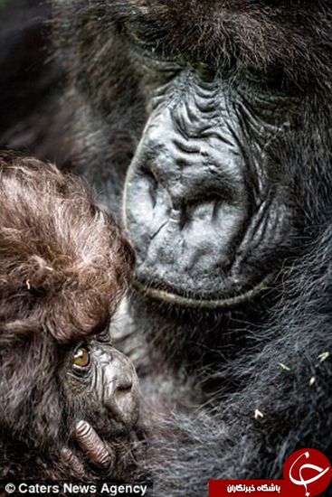 اخبارگوناگون,خبرهای گوناگون,گوریل