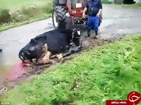 اخبارجدید,خبرهای جدید,اخبارجدید