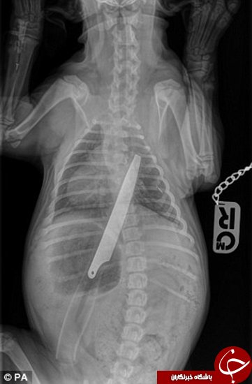 اخبارجدید,خبرهای جدید,اخبارجدید