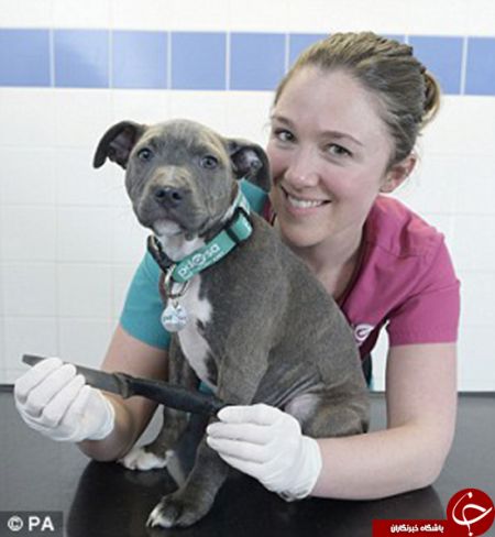 اخبارجدید,خبرهای جدید,اخبارجدید