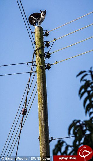 اخبارگوناگون,خبرهای گوناگون, گربه گرفتار