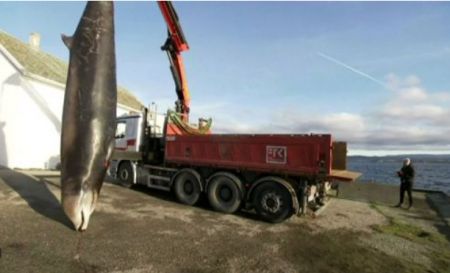 اخبارگوناگون ,خبرهای گوناگون , نهنگ اخبارگوناگون ,خبرهای گوناگون , نهنگ