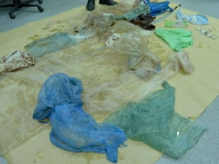 اخبارگوناگون ,خبرهای گوناگون , نهنگ اخبارگوناگون ,خبرهای گوناگون , نهنگ