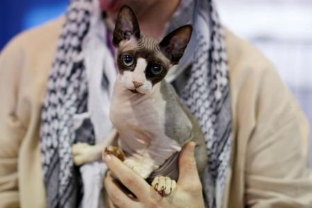   نمایشگاه سگ‌ و گربه‌های زینتی در آمریکا