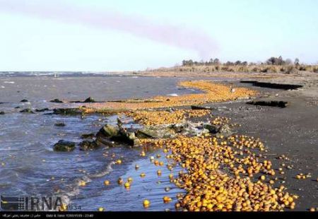 دریای خزر زباله دان میوه های سرمازده  