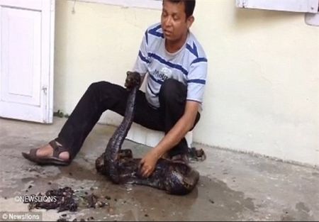 اخبار,اخبارگوناگون,نجات مار پیتون از مواد چسبنده اخبار,اخبارگوناگون,نجات مار پیتون از مواد چسبنده