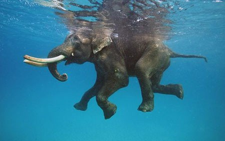 عکسهای جالب,تصاویر جالب,فیل