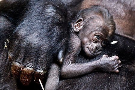 عکسهای جالب,تصاویر دیدنی,شانپانزه  