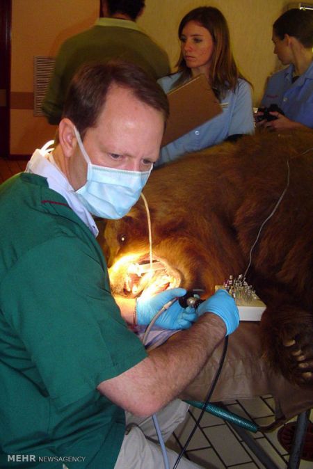 اخبار,اخبار گوناگون,دندانپزشک حیوانات