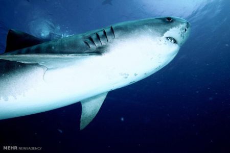 اخبار,اخبار گوناگون,شناکردن باکوسه ها اخبار,اخبار گوناگون,شناکردن باکوسه ها