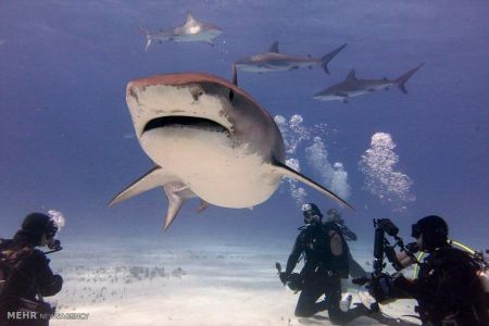 اخبار,اخبار گوناگون,شناکردن باکوسه ها اخبار,اخبار گوناگون,شناکردن باکوسه ها