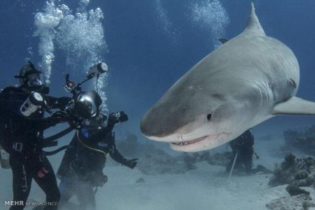 اخبار,اخبار گوناگون,شناکردن باکوسه ها اخبار,اخبار گوناگون,شناکردن باکوسه ها